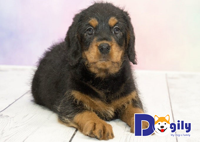 Chó Rottweiler kết hợp với Poodle Chó Rottweiler kết hợp với Poodle