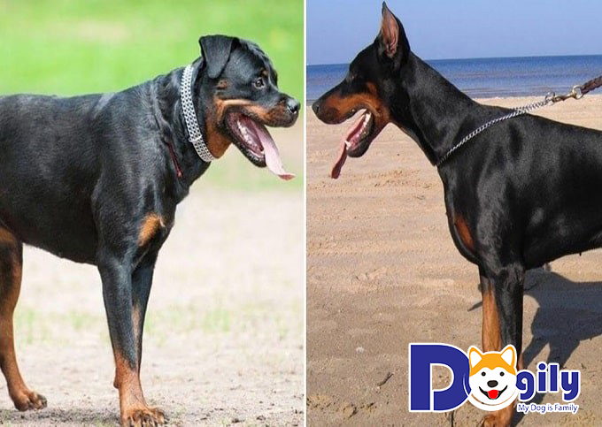 Những chú chó lai giữa Rottweiler và Doberman có đặc điểm gì? Những chú chó lai giữa Rottweiler và Doberman có đặc điểm gì?