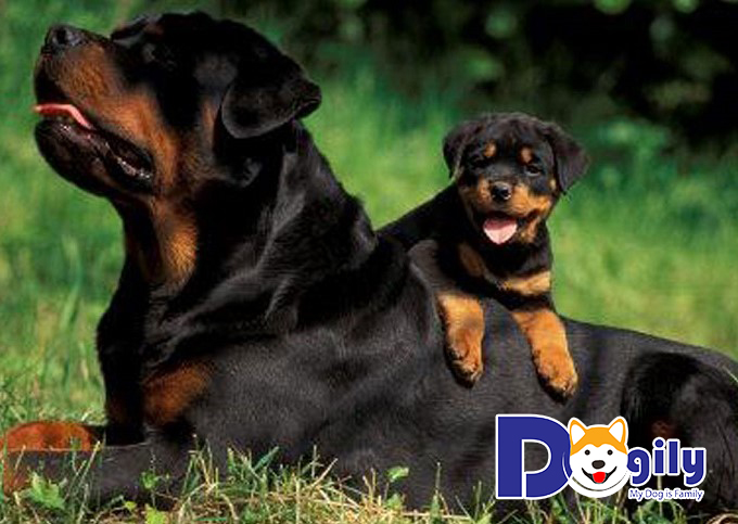 Chú chó Rottweiler cưỡi trên lưng chó mẹ 