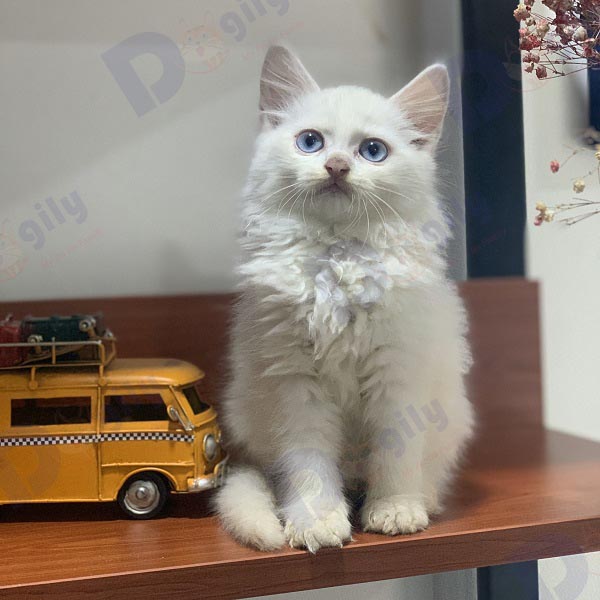 Những bé mèo dưới hai tuổi dễ mắc bệnh viêm phúc mạc