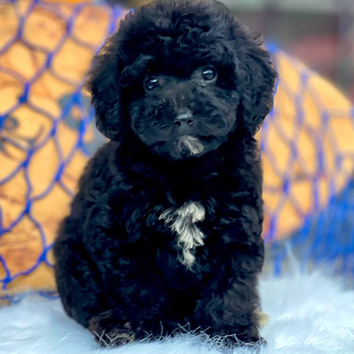 Chó Poodle Tiny đen nhỏ nhắn đáng yêu tại Chomeocanh.com.