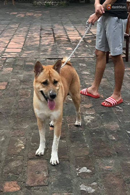 Ứng cử viên cho vai cậu Vàng