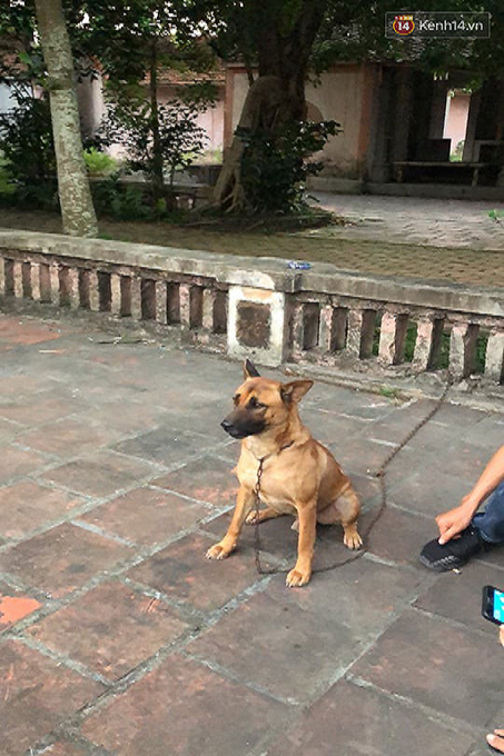 Chú chó được lệnh nên ngồi nghiêm nghị diễn sâu
