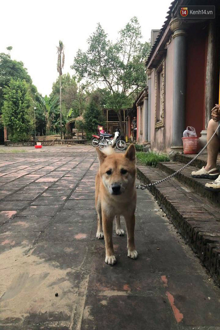 Một chú chó ta với ngoại hình hơi lai lai