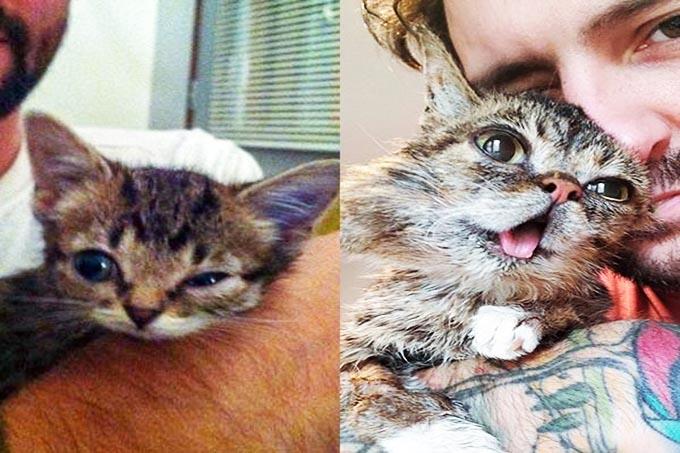 Cái chết bất ngờ của cô mèo Lil Bub