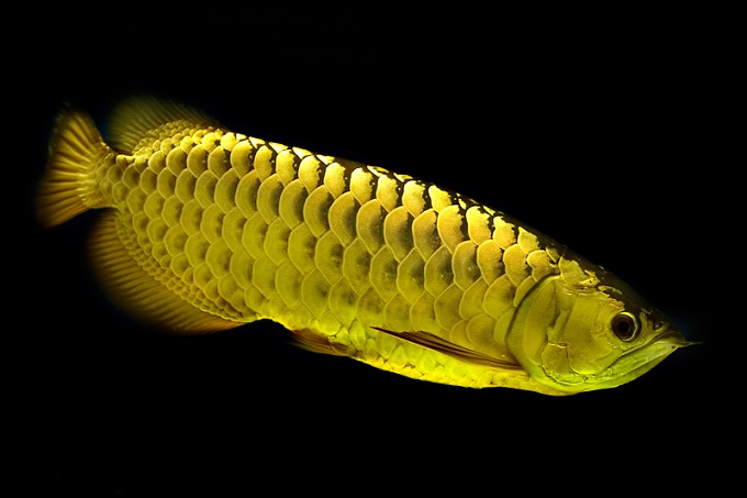 Hình ảnh cá rồng kim long quá bối