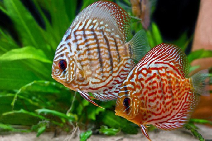 Cá cảnh nước ngọt
