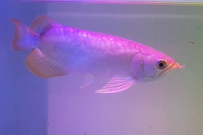 Cá rồng Hồng Long