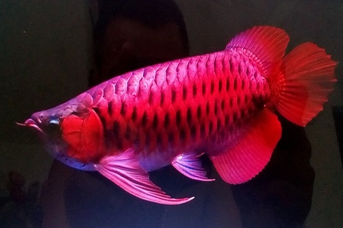 Hình ảnh cá rồng huyết long