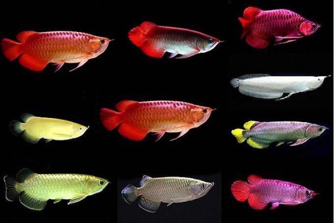 Các loại cá rồng