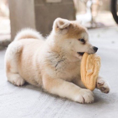 Chó Akita đang ăn bánh mì tại trang trại của Chomeocanh.com.