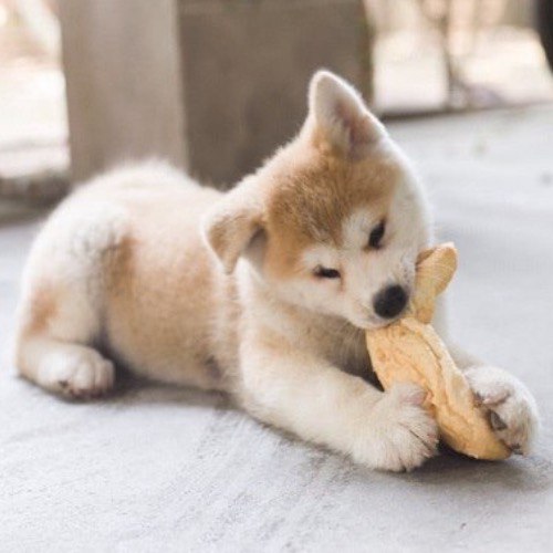 Chó Akita con màu vàng trắng đang gặm đồ chơi trong sân.