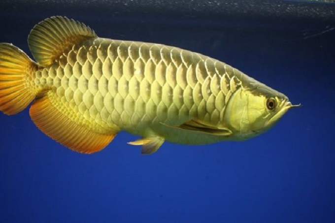 Cá rồng Kim Long hồng vĩ