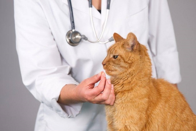 Bạn có thể nhét thuốc sổ giun trực tiếp vào miệng của chó mèo