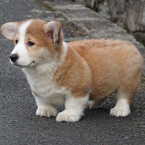 Chó Corgi mông bự dễ thương đang đứng trên đường.