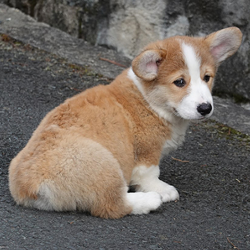 Chó Corgi mông to đang ngồi quay đầu nhìn lại, biểu cảm nhẹ nhàng và hơi buồn