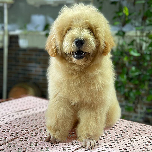 Chó Moyen Poodle vàng mơ với bộ lông dày mượt và thân hình cân đối.
