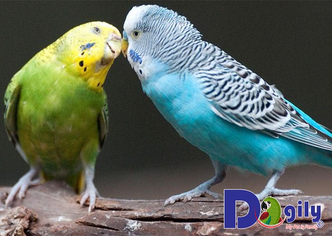 Cách nuôi chim Yến Phụng