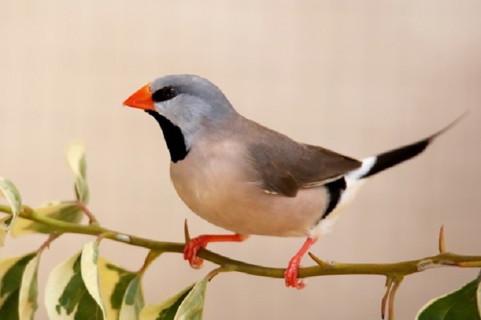 Chim Long Cơ