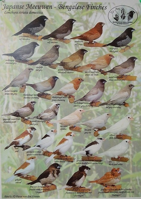 Chim Sắc Nhật