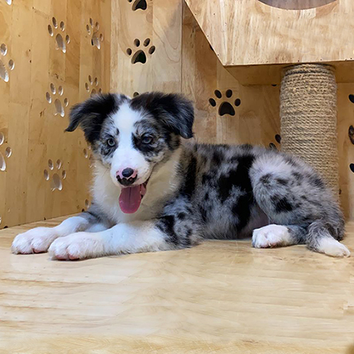 Chó Border Collie Blue Merle nằm thư giãn trên nền gỗ, mắt xanh sáng, lưỡi hồng