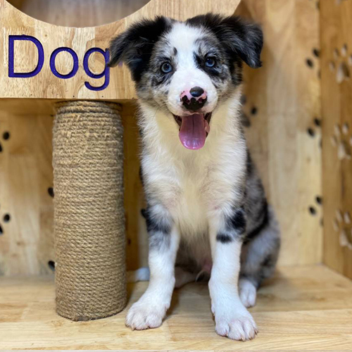 Chó Border Collie Blue Merle với một mắt xanh do dị sắc tố