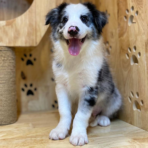 Chó Border Collie lông ngắn Blue Merle với mắt sáng và mũi hồng dễ thương