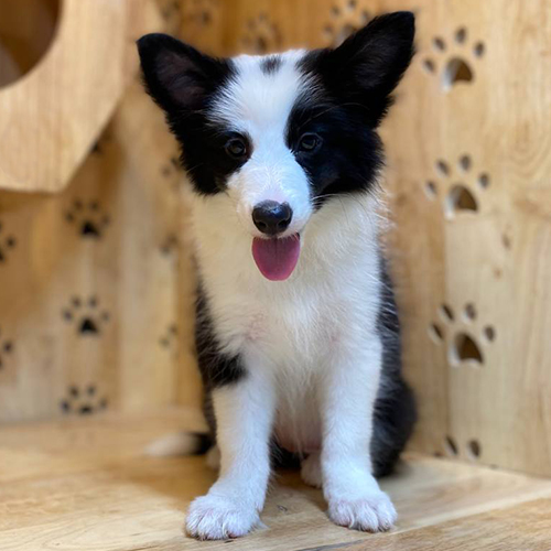 chó Border Collie đen trắng ngồi ngoan trong phòng gỗ tại Chomeocanh.com
