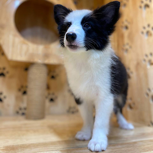 Chó Border Collie đen trắng cái đứng nghiêng, vóc dáng chuẩn tầm trung