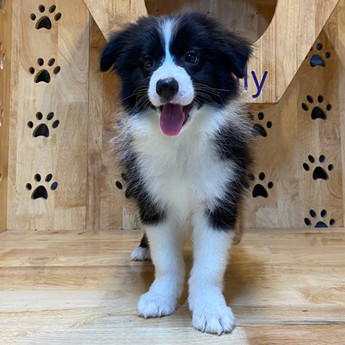 Chó Border Collie con đen trắng thuần chủng đang đứng nhìn