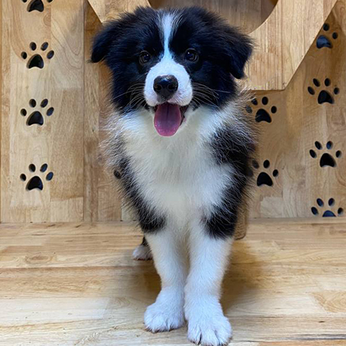 Chó Border Collie đen trắng thông minh và lanh lợi