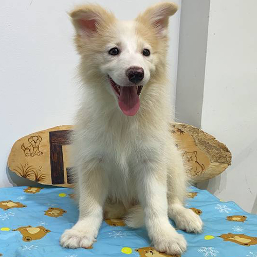 Chó Border Collie vàng trắng đực với bộ lông dày hai lớp