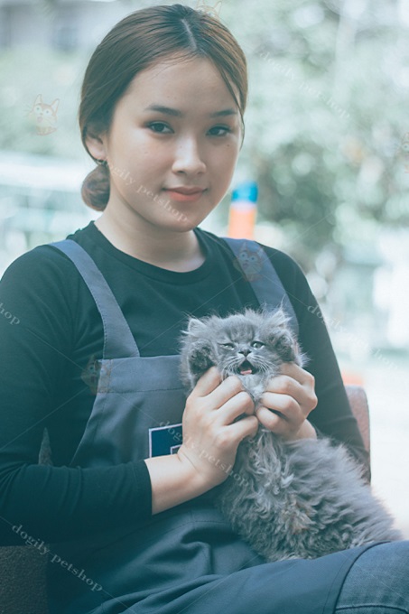 Cách nuôi & chăm sóc mèo Anh lông dài, Ald