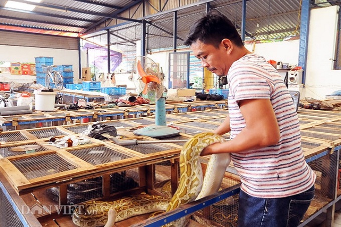 Khu chuồng nuôi trăn quy mô lớn theo tiêu chuẩn