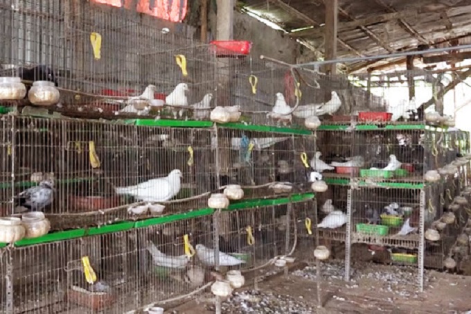 Cách nuôi bồ câu tập thể
