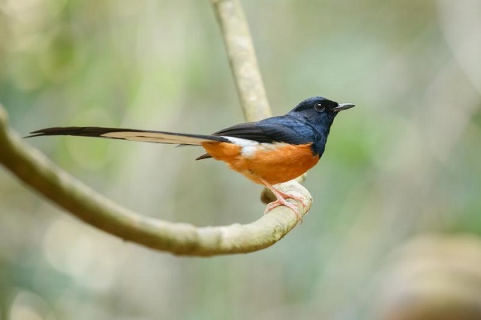 Cách nuôi chim chích chòe lửa bổi