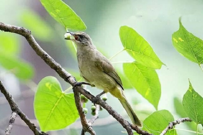 Chim Hoành Hoạch