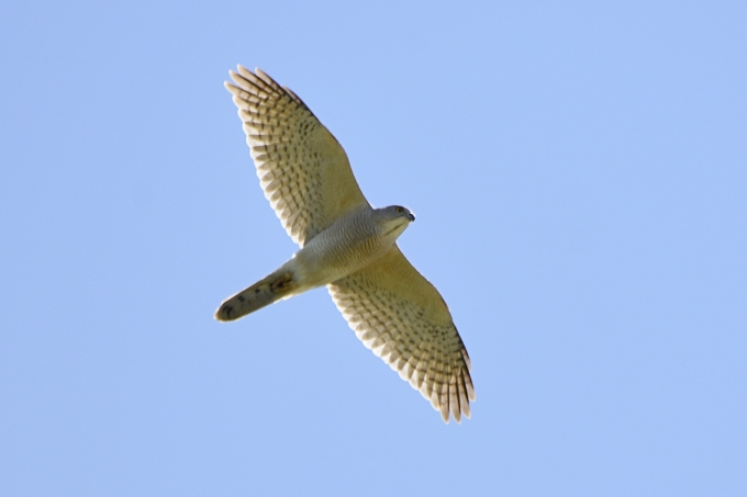 Chim ưng Shikra