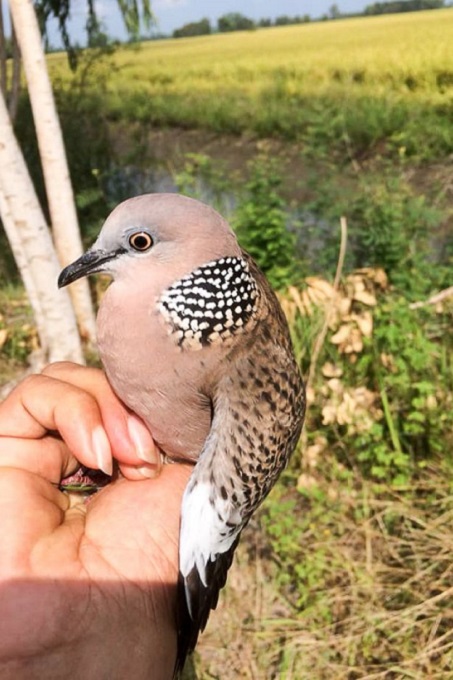 Chọn chim cu gáy tốt