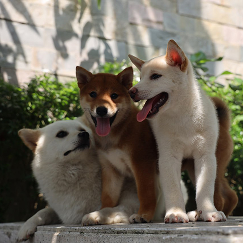 Ba chú chó Shiba Inu đứng chơi đùa ngoài sân nắng