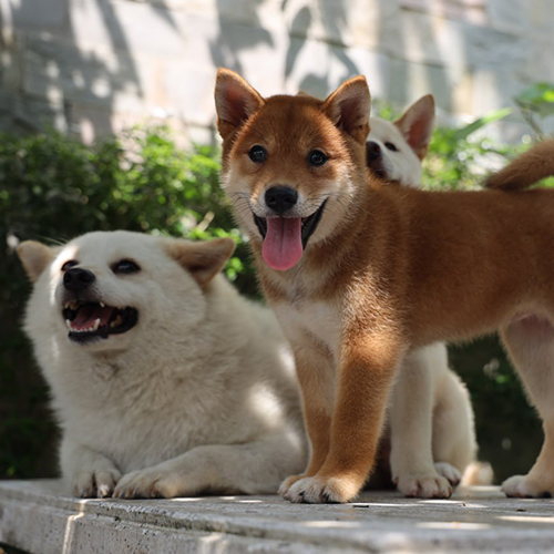 Đàn chó Shiba Inu thuần chủng với bộ lông trắng và đỏ đứng và nằm nghỉ trên nền đá