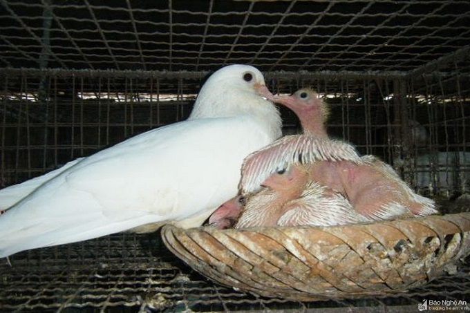 Kỹ thuật dồn chim bồ câu con