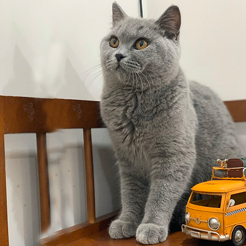Mèo xám lông ngắn ngồi trên ghế gỗ cạnh mô hình xe màu vàng