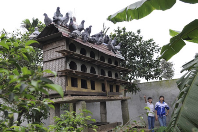 Nuôi bồ câu thả