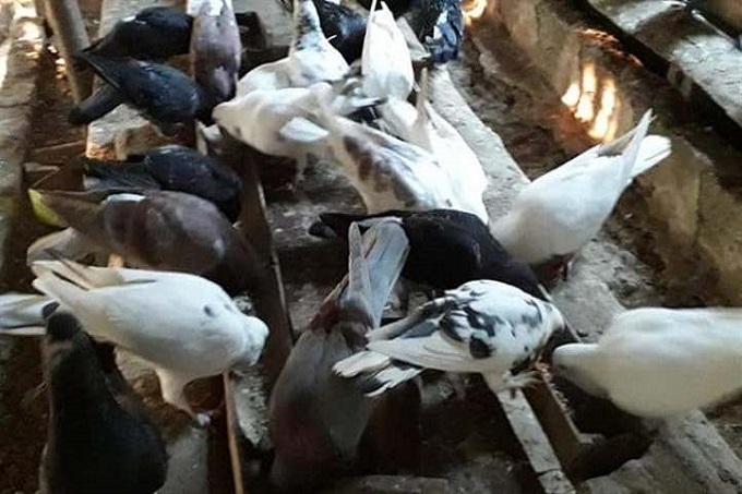 Nuôi bồ câu đẻ