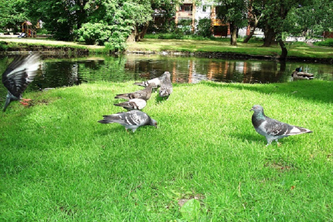 Phương pháp nuôi bồ câu cảnh (kiểng)