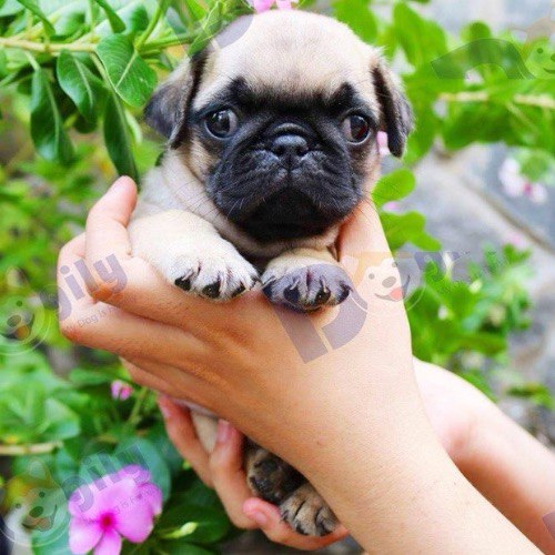 Chó Pug thuần chủng mặt nhăn siêu đáng yêu được bế trên tay