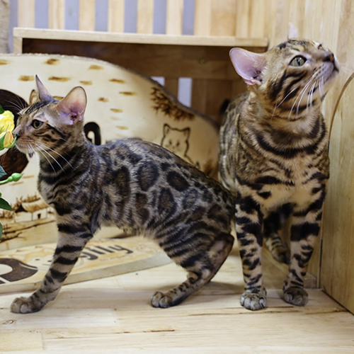Hai chú mèo Bengal với bộ lông vằn da báo độc đáo đứng trong không gian gỗ ấm áp.