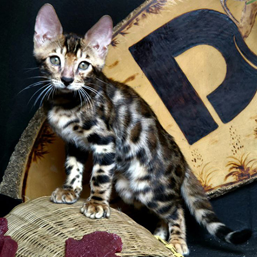 Norm, mèo Bengal Marble 2 tháng tuổi, bộ lông Marble độc đáo, thông minh và năng động.