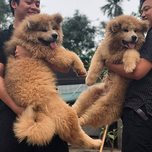 Hai chú chó lông xù vàng nhạt được bế bởi người nuôi, lưỡi thè vui vẻ.
